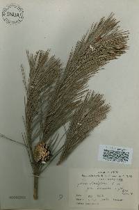 Pinus densiflora image