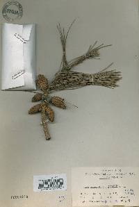 Pinus densiflora image