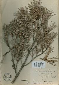 Pinus densiflora image