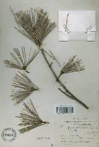 Pinus densiflora image