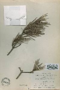 Pinus densiflora image