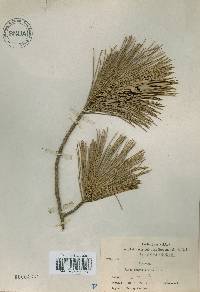 Pinus densiflora image