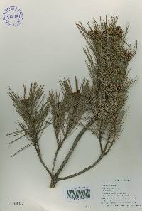 Pinus densiflora image