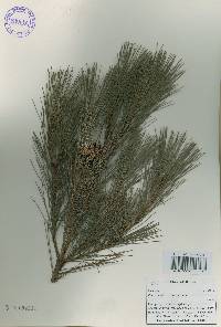 Pinus densiflora image