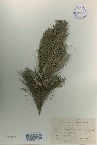 Pinus densiflora image