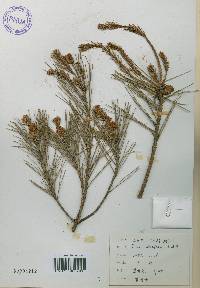 Pinus densiflora image