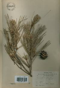 Pinus densiflora image