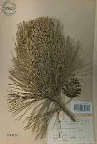 Pinus densiflora image