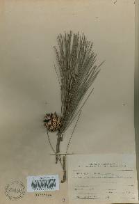 Pinus densiflora image