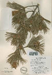 Pinus parviflora image