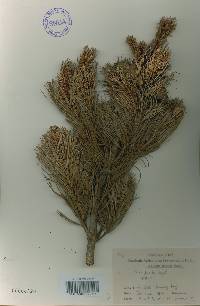 Pinus pumila image