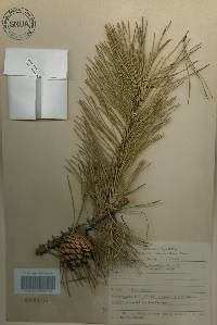 Pinus rigida image