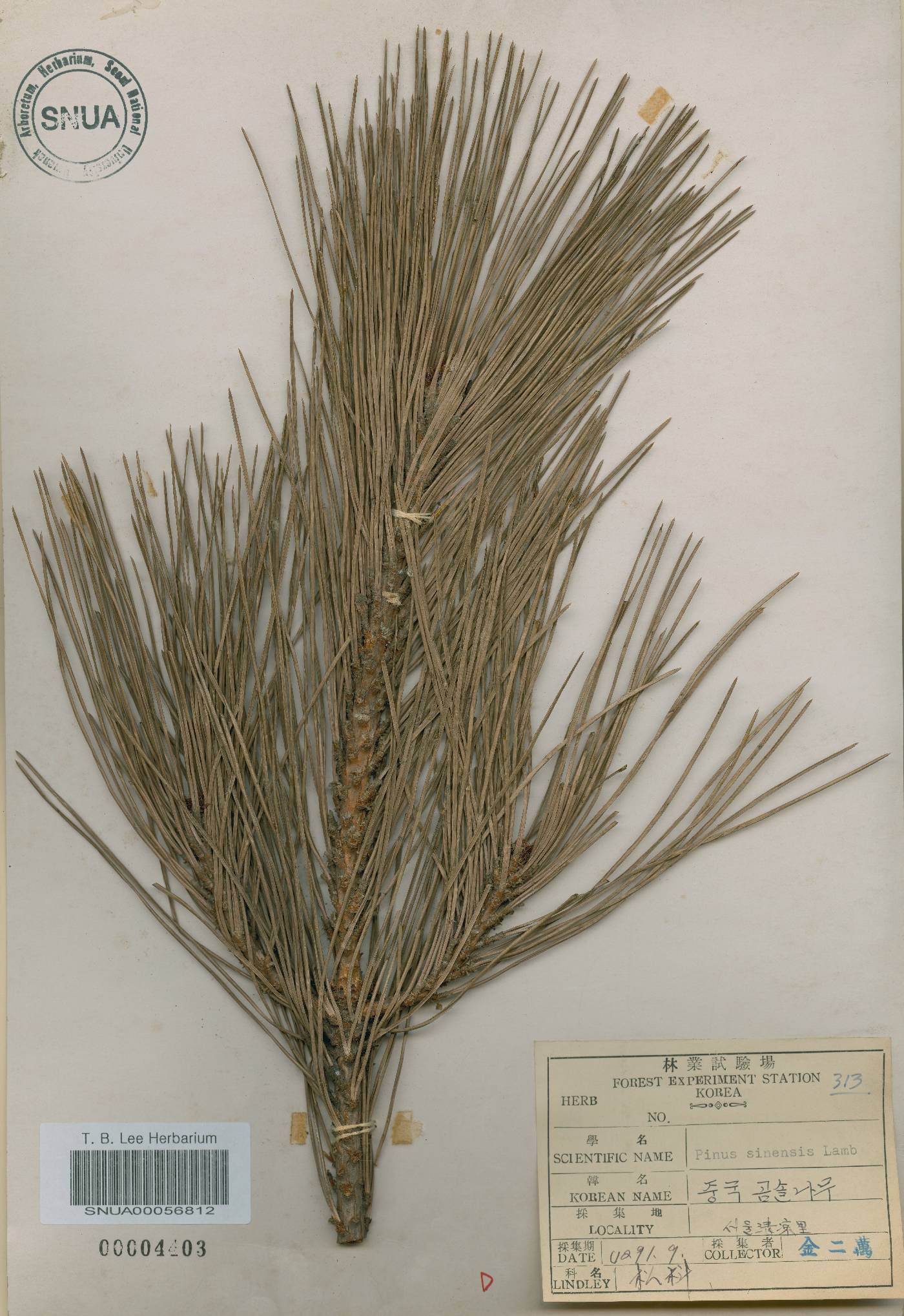 Pinus tabuliformis image