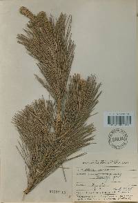 Pinus thunbergii image