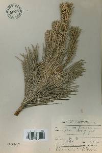 Pinus thunbergii image