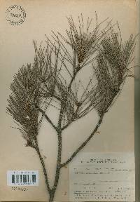 Pinus thunbergii image