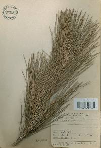 Pinus thunbergii image