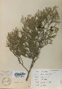 Platycladus orientalis image