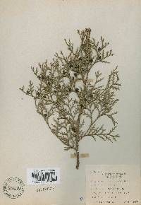 Platycladus orientalis image