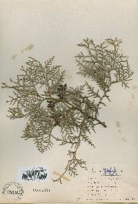 Platycladus orientalis image