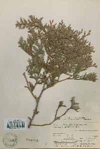 Platycladus orientalis image