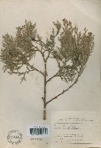 Platycladus orientalis image