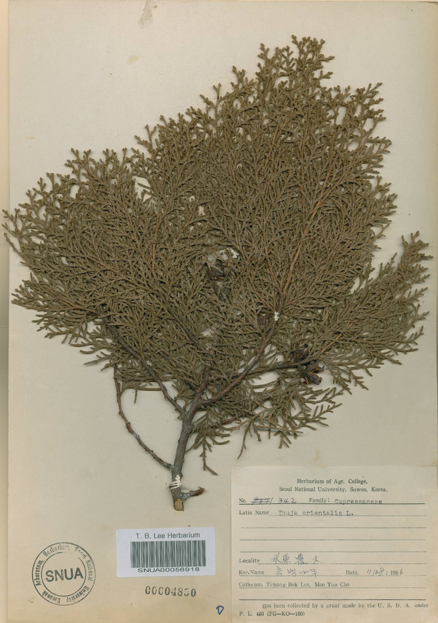 Platycladus orientalis image