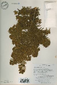 Taxus cuspidata image