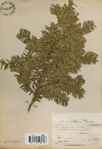 Taxus cuspidata var. nana image