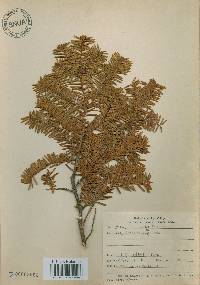 Taxus cuspidata var. nana image