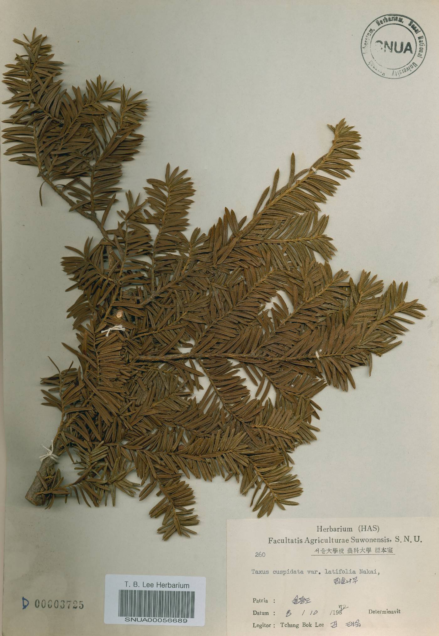 Taxus cuspidata var. nana image