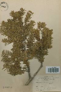 Taxus cuspidata var. nana image