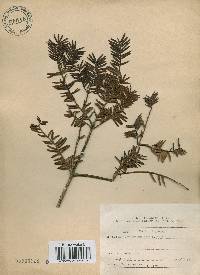 Torreya nucifera image