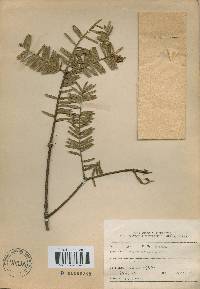 Torreya nucifera image