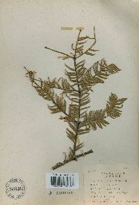 Torreya nucifera image