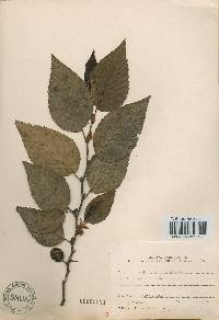 Alnus firma image