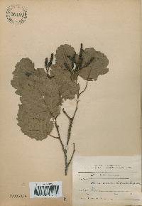 Alnus incana image