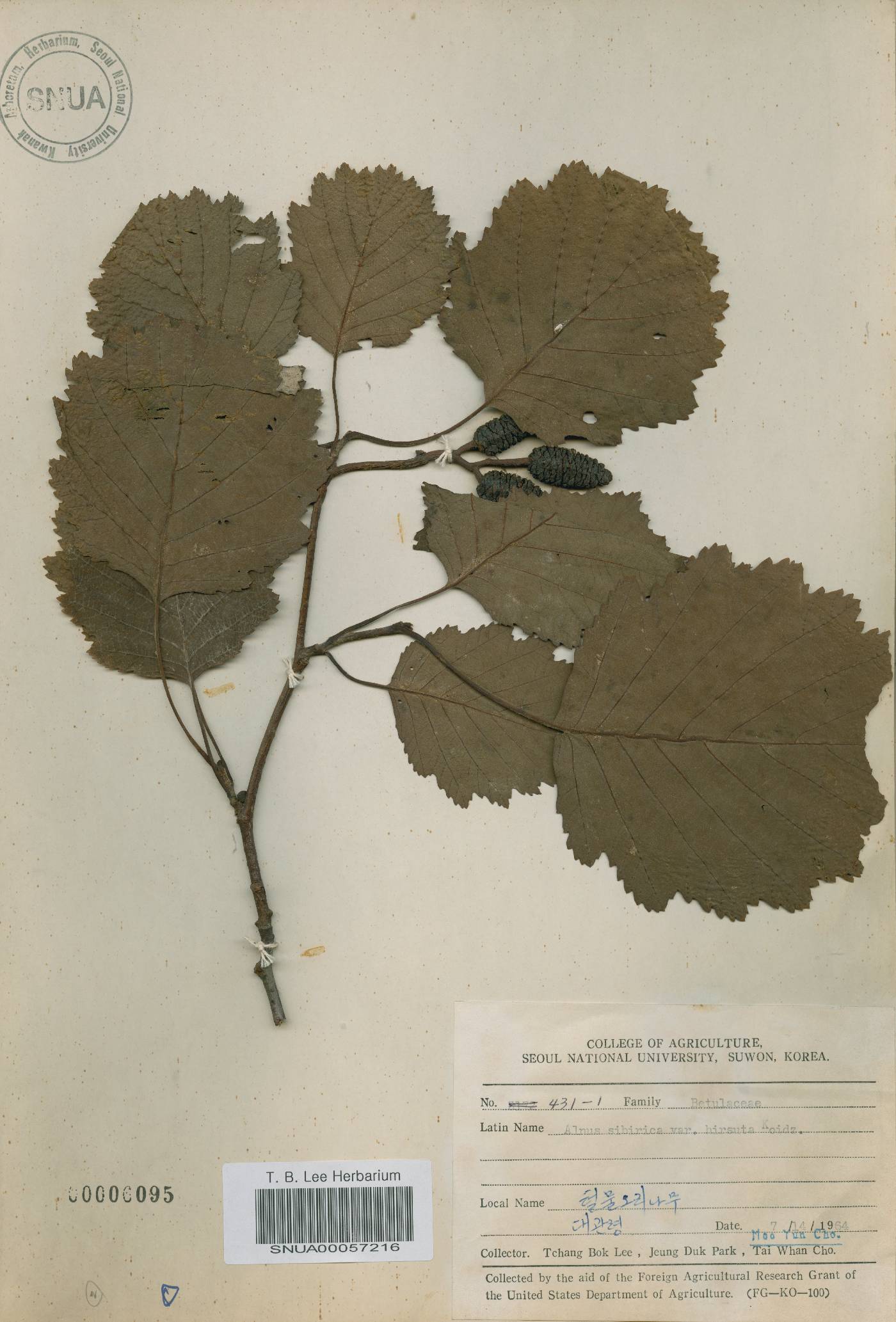 Alnus incana subsp. hirsuta image