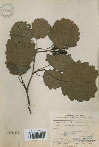 Alnus incana image