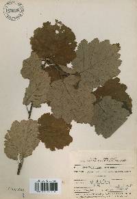 Alnus incana image