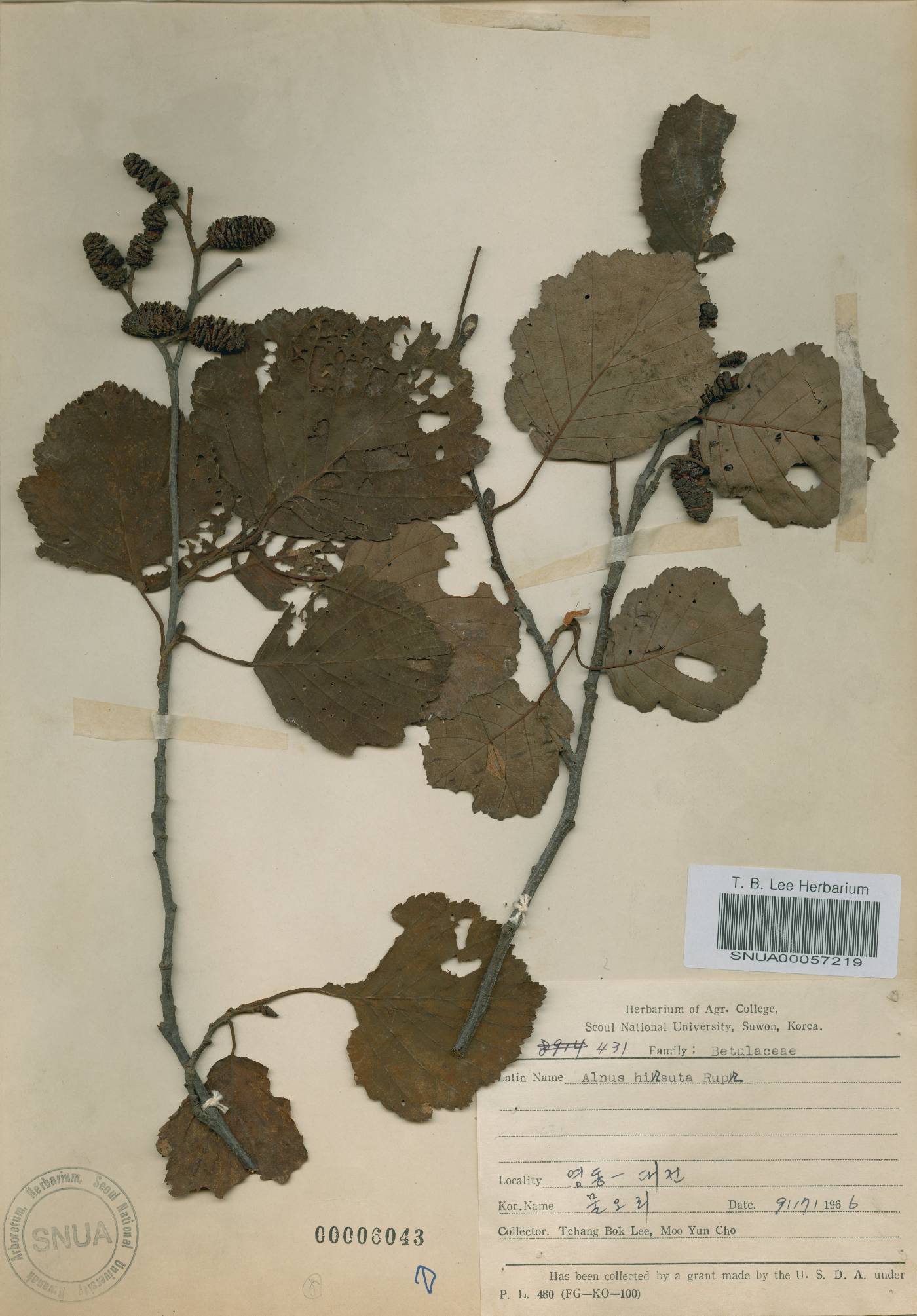 Alnus incana image