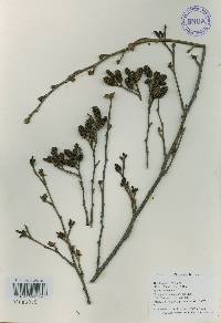 Alnus incana image