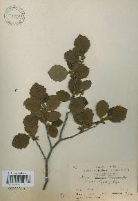 Alnus incana image