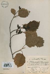 Alnus incana image