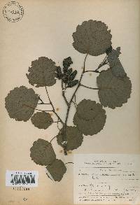 Alnus incana image