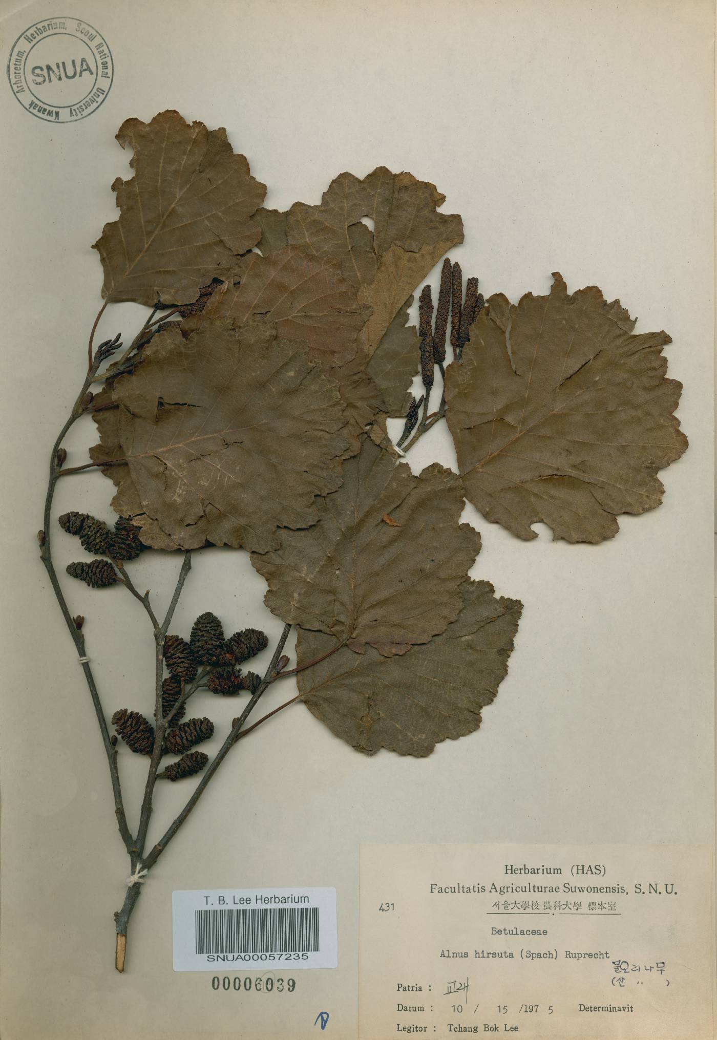 Alnus incana subsp. hirsuta image