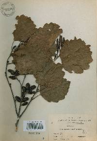 Alnus incana image