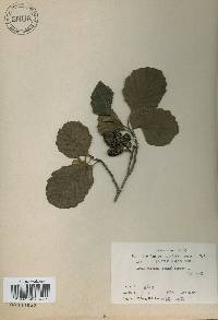 Alnus incana image