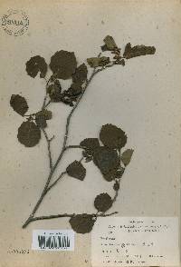 Alnus incana image