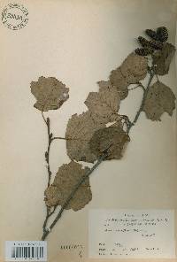 Alnus incana image